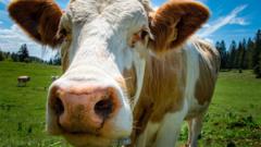 Source-feed image associated with Northern Ireland farm profits topped £1bn in 2025