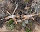Image from linked report: Despair after 200-year-old ‘grandmother’ tree toppled for Trump’s border wall: ‘It crushes your heart’