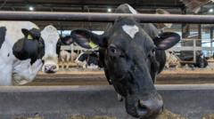 Source-feed image associated with How farmers could fix Wales' polluted rivers and save money