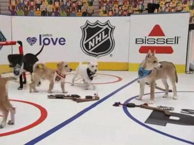 Source-feed image associated with WATCH: 'Stanley Pup' brings fun as Stanley Cup Final begins