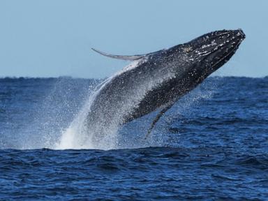 Source-feed image associated with Whale 'supergroups' show numbers are rebounding from hunting. But Iran war holds dangers for them