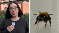 Source-feed image associated with Watch: We're a step closer to finding out if bees have feelings, here's why