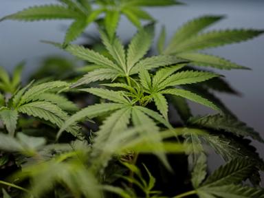 Source-feed image associated with US sees a big jump in nausea cases among frequent marijuana users in the hospital