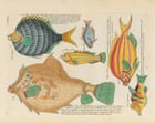 Source-feed image associated with A bonanza for fans of the natural world: the digital library sharing 64m pages of scientific knowledge with everyone