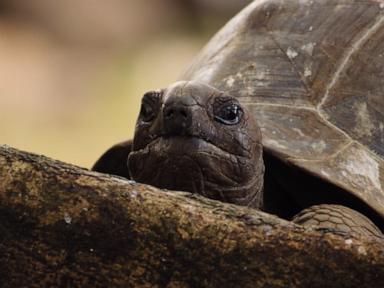 Image from linked report: WATCH: 1st look at Nat Geo’s ‘Africa Earth’s Wild Home’