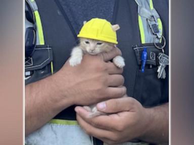 Source-feed image associated with WATCH: Kitten gets tiny hard hat after rescue from excavator