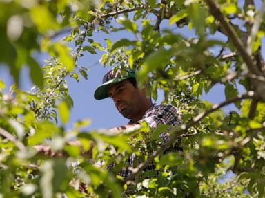 Source-feed image associated with Vermont is first state to ban paraquat, a weed killer linked to Parkinson's disease