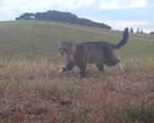 Source-feed image associated with Nine Lives, the feral cat that terrorised New Zealand’s rare ducks, is caught after three years