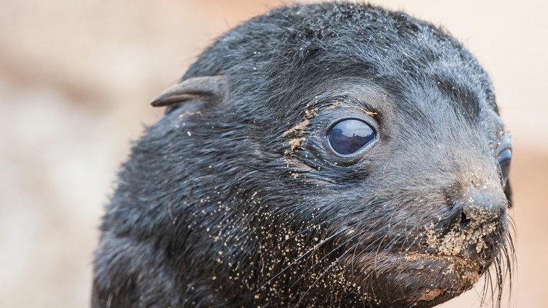 Source-feed image associated with Seals’ amphibious hearing developed a long, long time ago