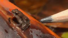 Image from linked report: Tiny critically endangered puddle frogs hatch at London Zoo