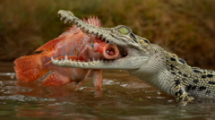 Image from linked report: Man charged over AI image of crocodile in Singapore reservoir