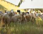 Source-feed image associated with Solar energy helps US farms stay afloat – but Republicans’ bill could change that