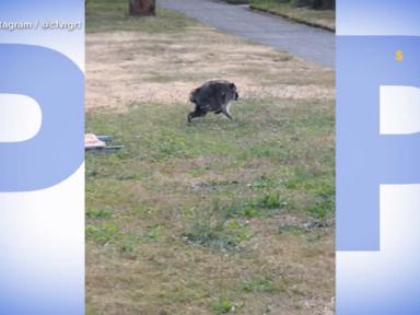 Source-feed image associated with WATCH: Jimothy the raccoon becomes a viral star