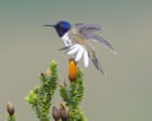 Source-feed image associated with The bird that changed Ecuador: how a chance discovery of a rare species helped to save many more