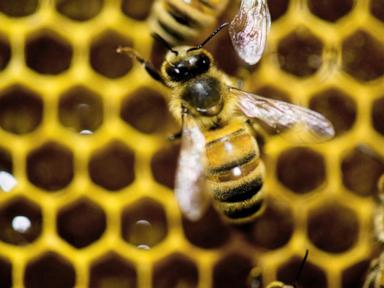 Source-feed image associated with A diet of royal jelly isn't the only thing that makes a queen bee