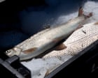 Source-feed image associated with The Great Lakes’ most emblematic fish could be consigned to history books