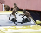 Image from linked report: ‘It’s hard to sell a house when it’s covered in baboon faeces’: Cape Town divided over plan to remove its monkeys