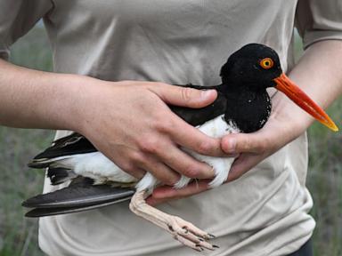 Source-feed image associated with Oystercatchers, known for sharp bills and beady eyes, are making a comeback
