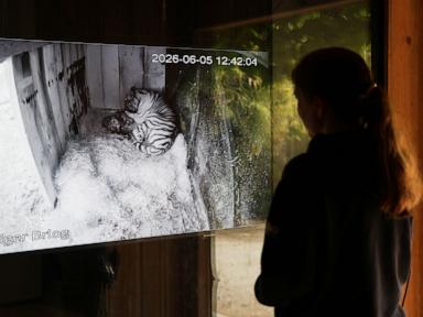 Source-feed image associated with Excitement and joy at Ljubljana Zoo after birth of 3 Siberian tiger cubs