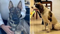 Source-feed image associated with US officer charged after two police dogs die in hot patrol car