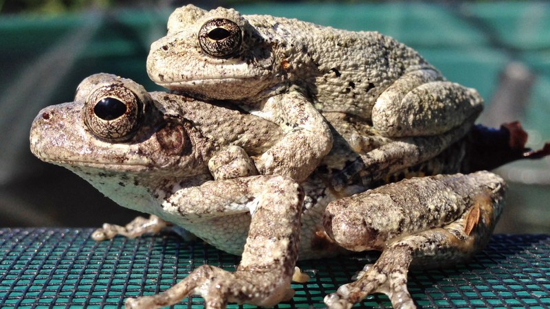 Source-feed image associated with Too many choices complicate female frogs’ sex lives