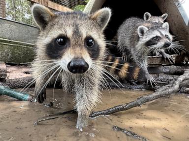 Image from linked report: A raccoon boot camp in Mississippi teaches abandoned kits survival skills