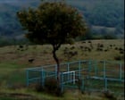 Source-feed image associated with Dry Leaf review – three-hour amble around the football pitches of Georgia in search of a daughter