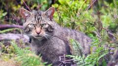 Image from linked report: Inside Scotland's wildcat HQ - 'It's like Big Brother for cats'