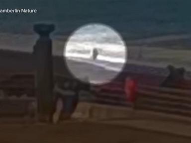 Source-feed image associated with WATCH: Dangerous sneaker waves in Northern California