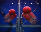 Source-feed image associated with Biodiversity fears as human-bred hybrid fish integrate into Philippines lake