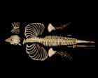 Source-feed image associated with Skeleton of the world’s rarest marine mammal preserved by digital imaging