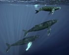 Source-feed image associated with Specieswatch: Scientists trace haunting sea thrums to humpback whales