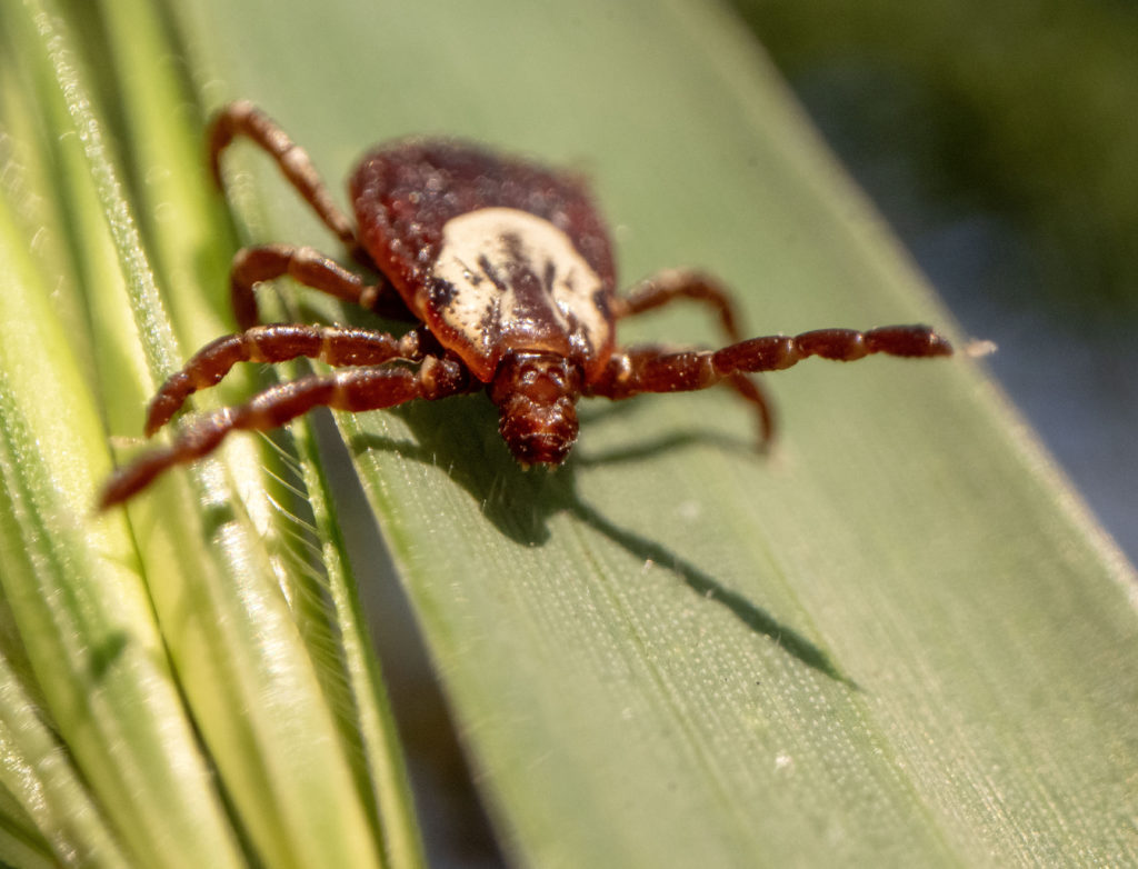 Source-feed image associated with What to know as ticks spread to new regions and bring new threats