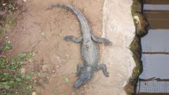 Source-feed image associated with Inquiry into care of man held after 3-year-old injured in crocodile enclosure