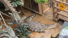 Source-feed image associated with Boy, 3, hurt at zoo was attacked by a crocodile