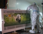 Image from linked report: Two giant pandas set off to Atlanta zoo from China after Xi-Trump summit
