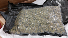 Source-feed image associated with Drug mules carrying cannabis from Thailand face tougher penalties