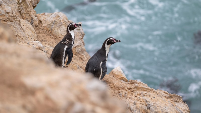 Image from linked report: Peru’s penguins are on the brink. A super El Niño could make it worse.
