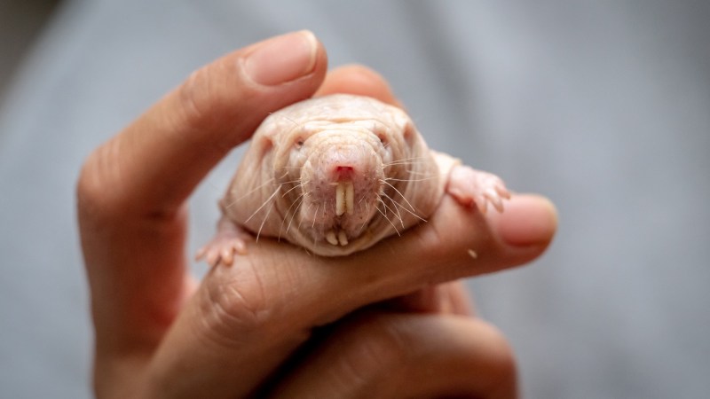 Source-feed image associated with Naked mole-rat queens rule their colonies with a potent odor