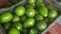 Source-feed image associated with From 'dog fruit' to darling: India's avocado boom