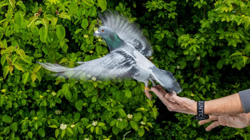 Source-feed image associated with Homing pigeons may use a surprising navigation mechanism