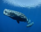 Source-feed image associated with Different sperm whale ‘dialects’ detected on separate sides of the Mediterranean