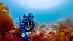 Source-feed image associated with Scientist's lifelong obsession with mystery of elusive 'pink zebra' seaweed