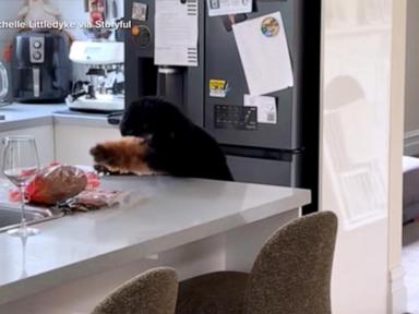 Source-feed image associated with WATCH: Dog tries to grab the bacon