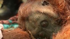 Source-feed image associated with Orangutans in danger as wildfires blaze through Borneo