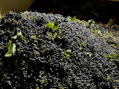 Image from linked report: California farmers are struggling to sell grapes as demand for wine drops
