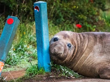 Source-feed image associated with Officials ask fans to respect privacy of Neil, a 1-ton seal who respects nothing