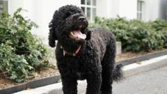 Source-feed image associated with Obamas' 'fiery and gorgeous' dog Sunny dies at 13