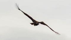 Source-feed image associated with 'Miracle' eagle with broken wing spotted back above Scottish coast