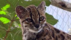 Source-feed image associated with New wild cat species discovered - with only one known living member